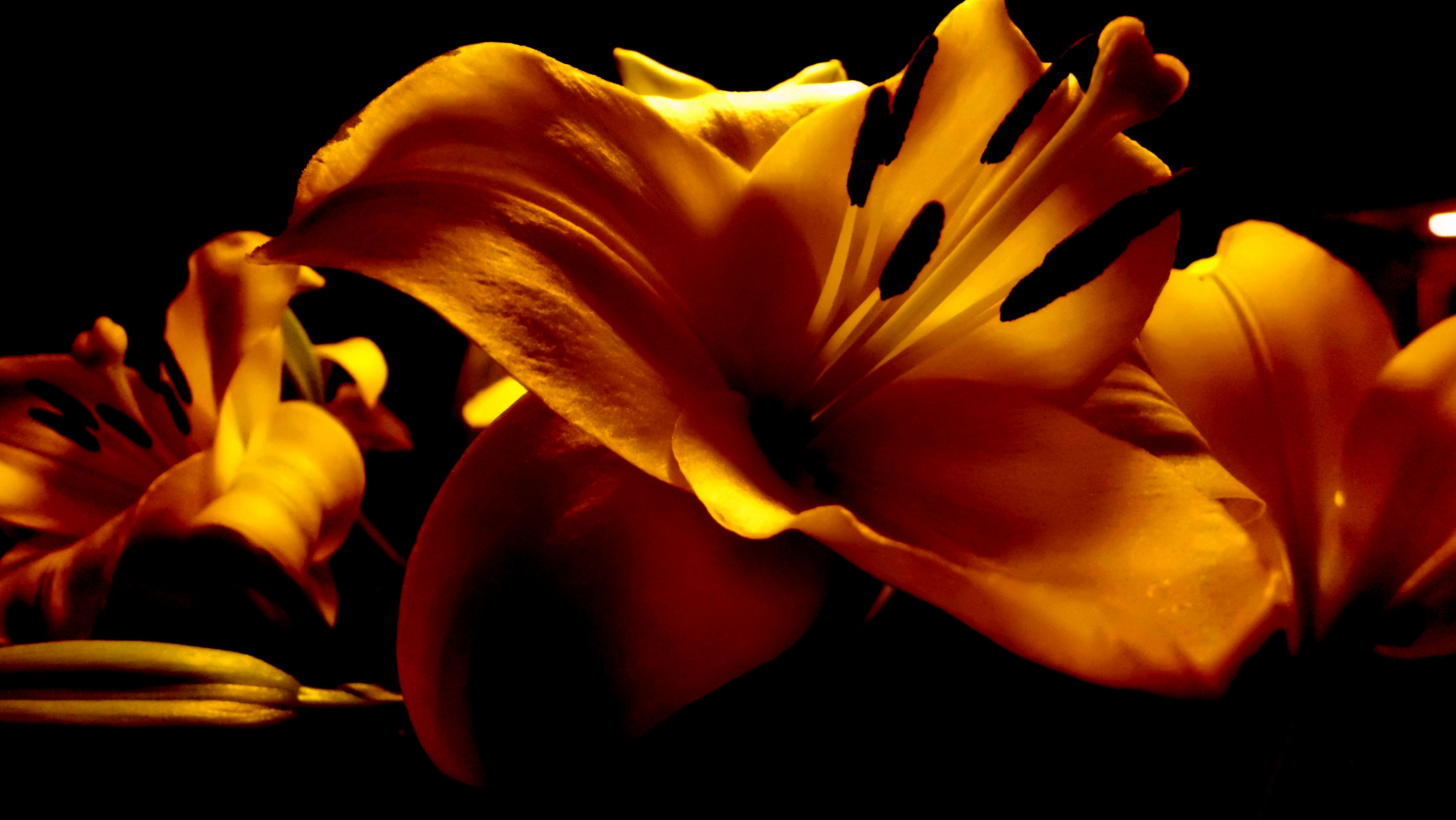 Flower of Gold